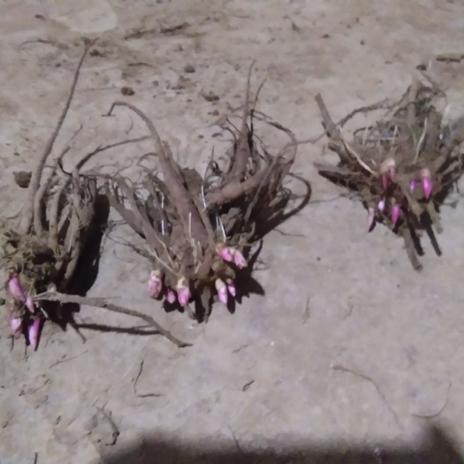 菏泽多花芍药 自产自销，价格优惠，一手货源
