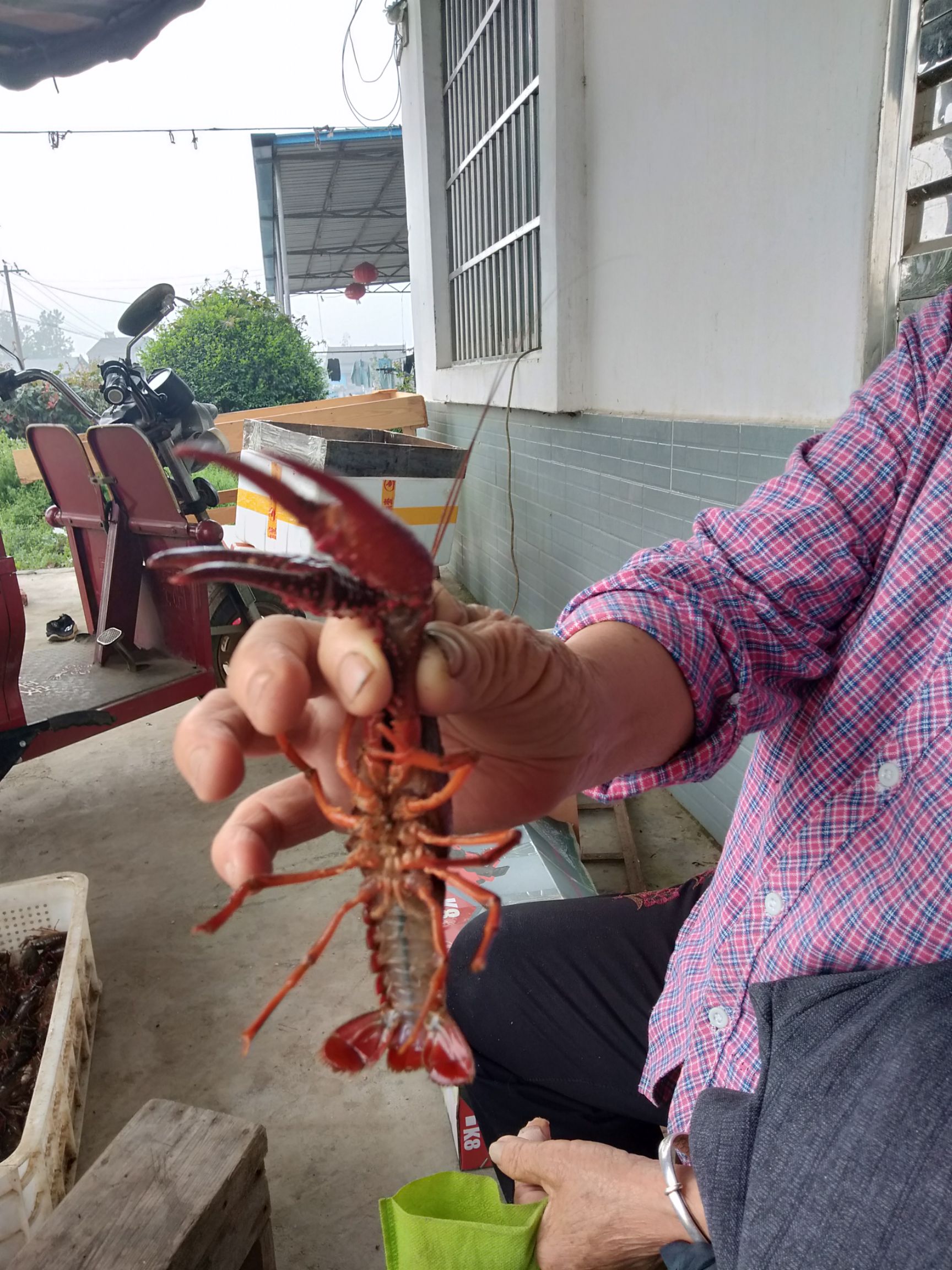 清水小龙虾 4-6钱 塘虾