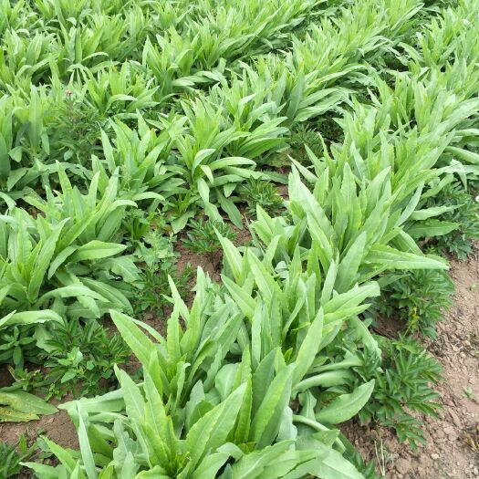 亳州苔干 贡菜