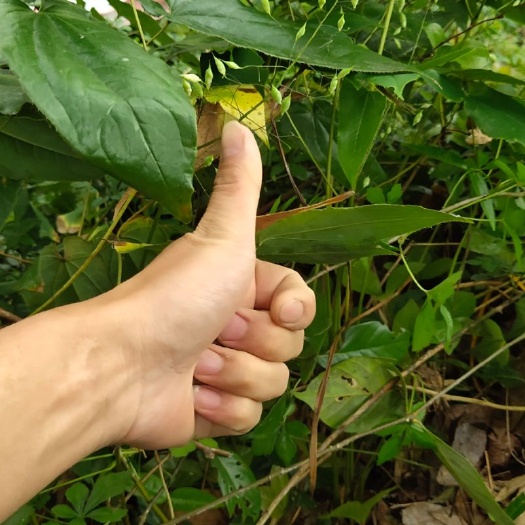 池州淫羊藿种苗