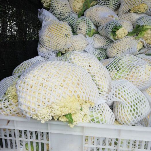 天门市有机花菜  有机花己上市有要的连息价格面议多者优先