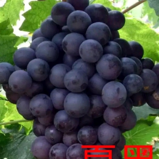 灵山县 夏黑葡萄苗