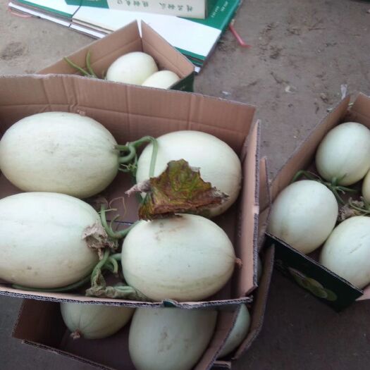 东台市大量元素肥料 东台玉菇大量上市欢迎新老客户前来选购