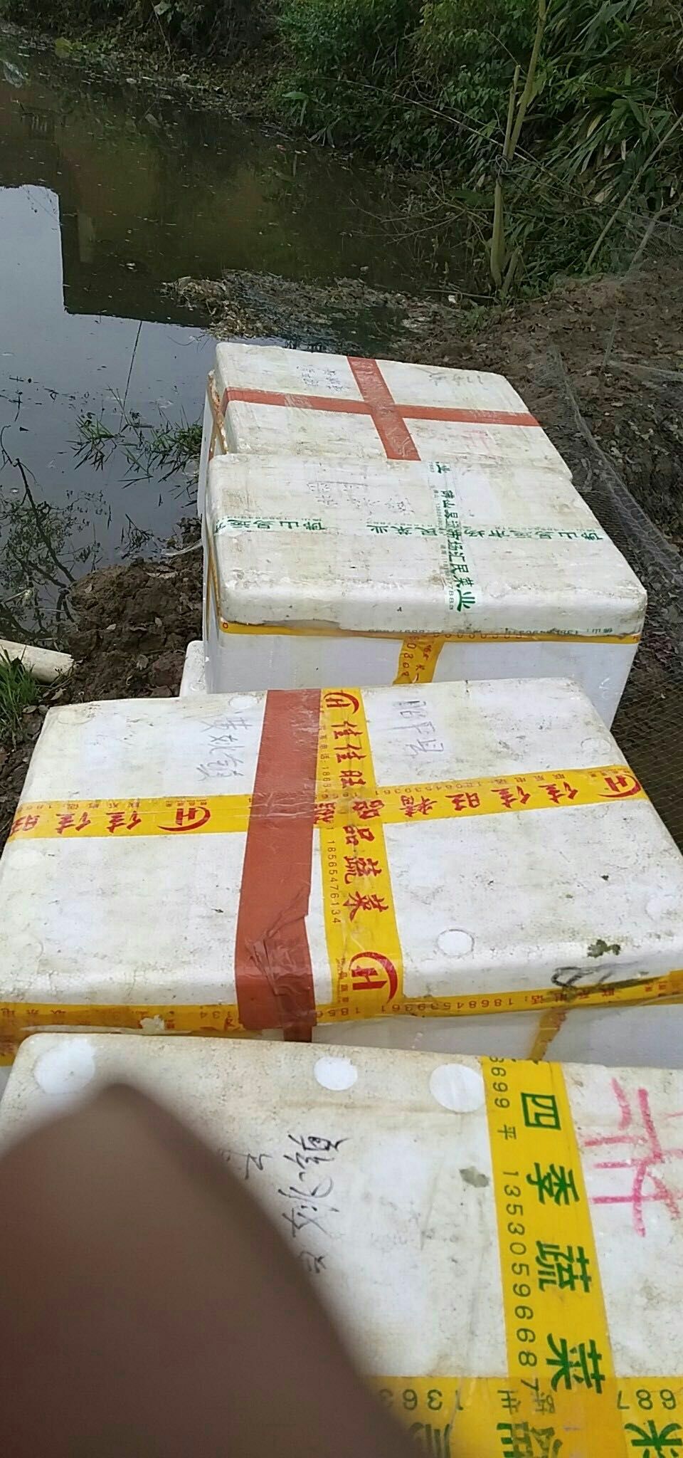 胡子鲶  大量现货批发黄鲶鱼苗