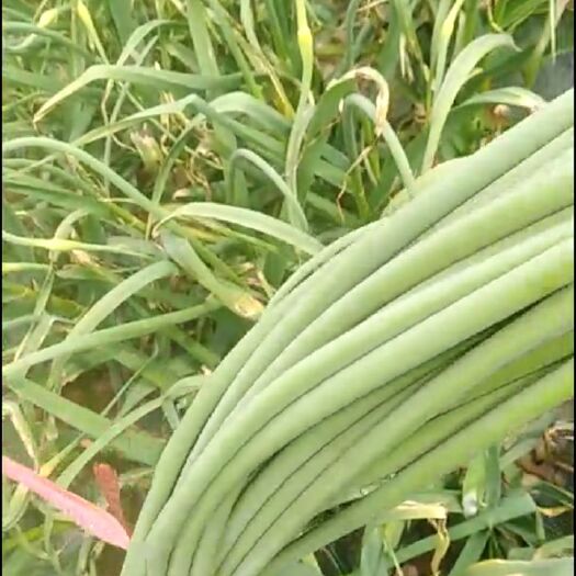 兰陵县苍山蒜薹 70cm以上 