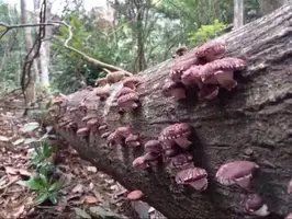神农架 天然野生香菇