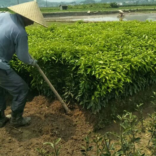 荔浦市酸柑苗 无菌沃柑苗