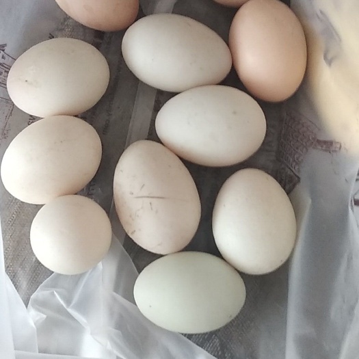 嘉兴土鸭蛋 食用 散装