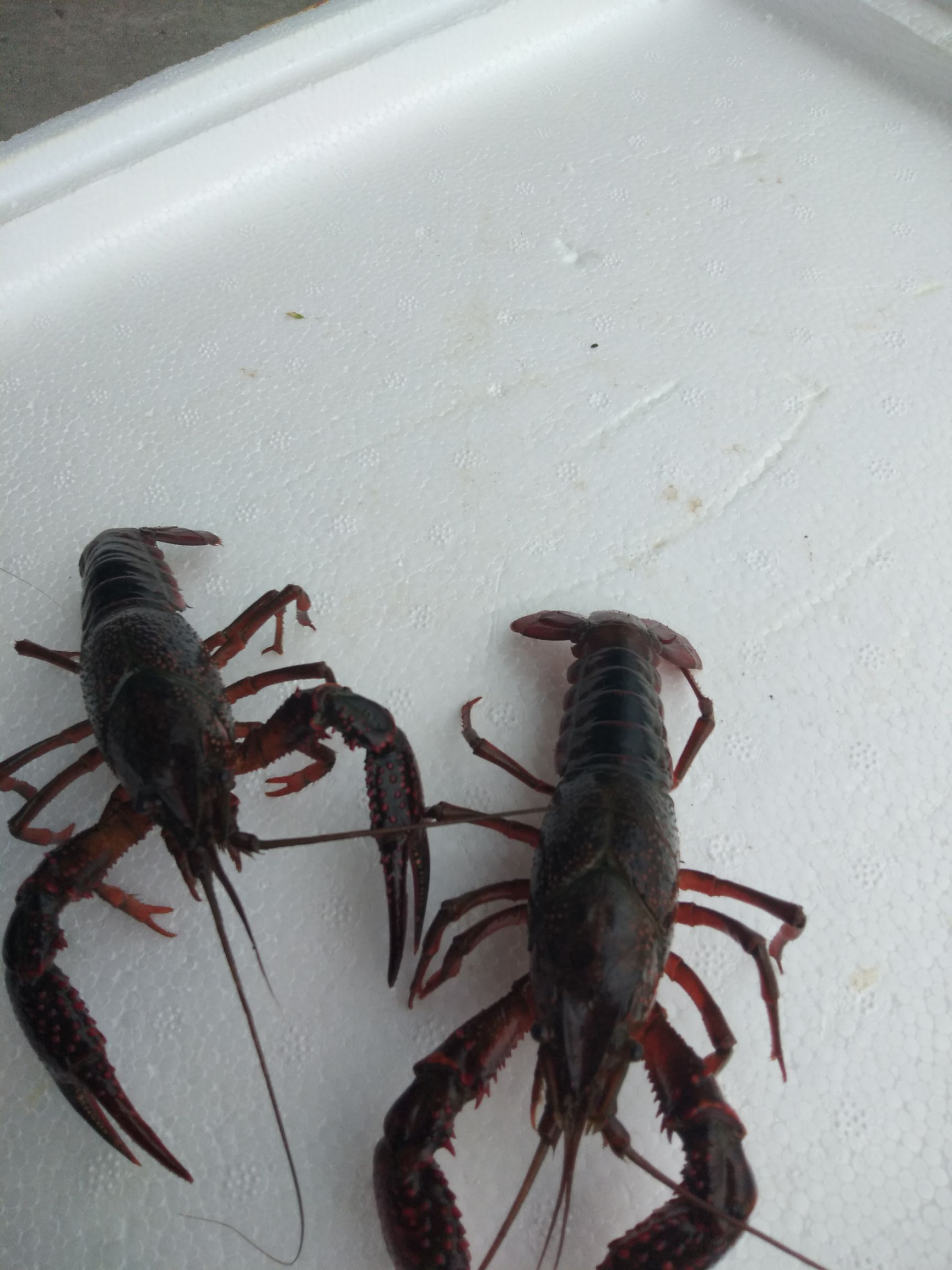 清水小龙虾 4-6钱 塘虾