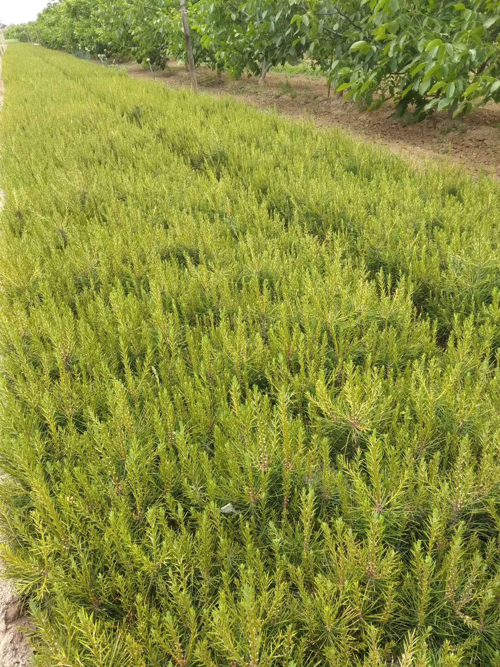 精品白皮松小苗