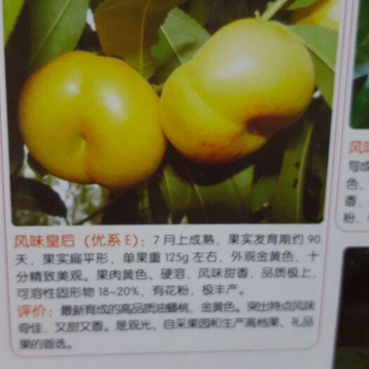 乐亭县黄金油蟠桃苗