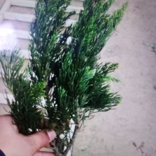 绛县小龙柏