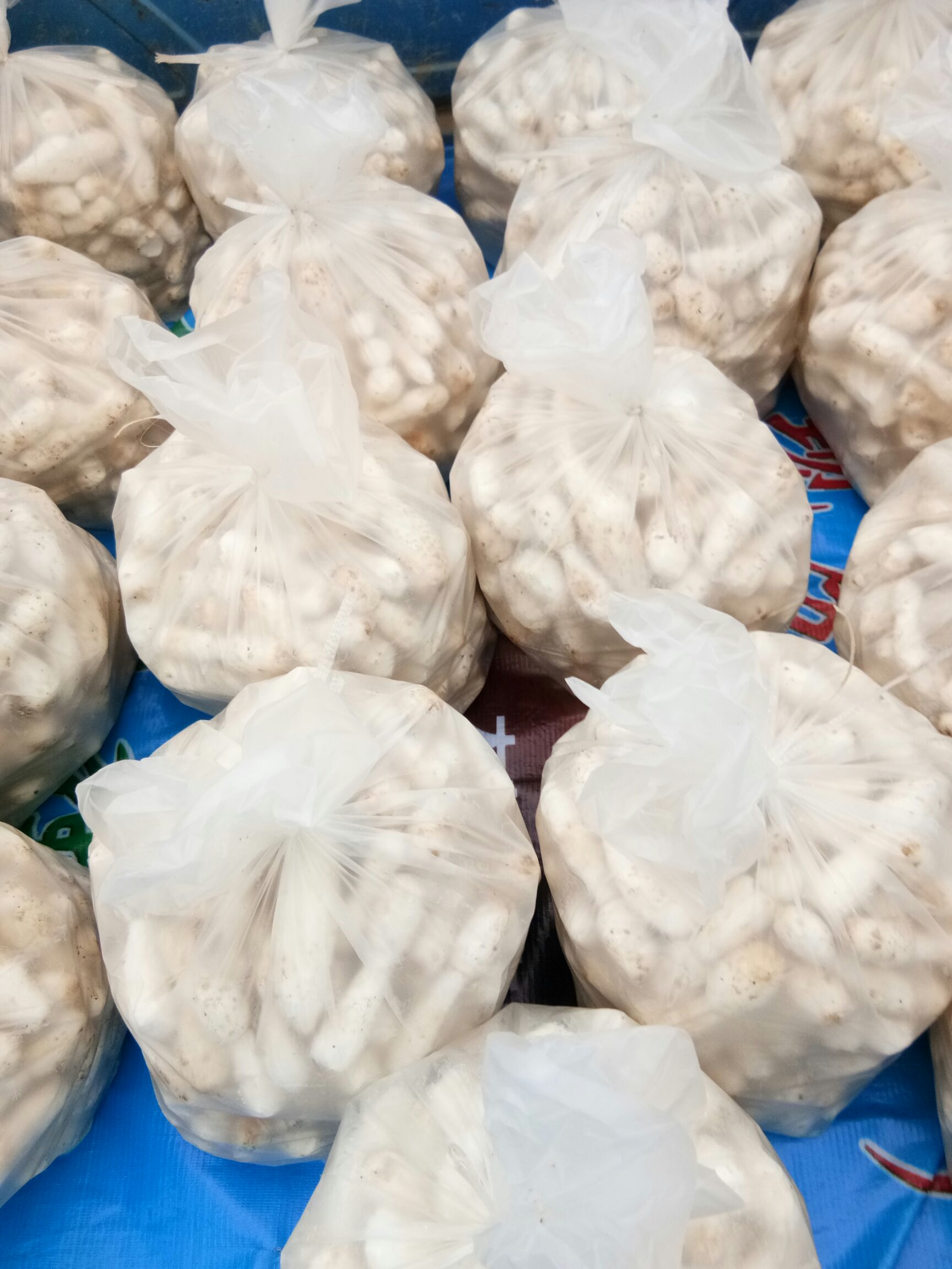 鸡腿菇 人工种植 鲜货