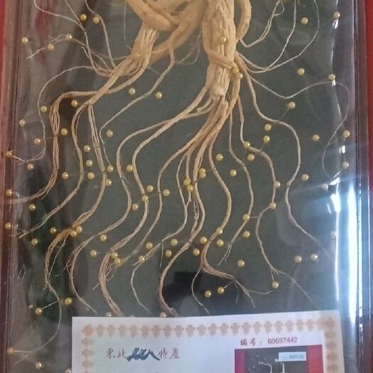 汪清县林下参 