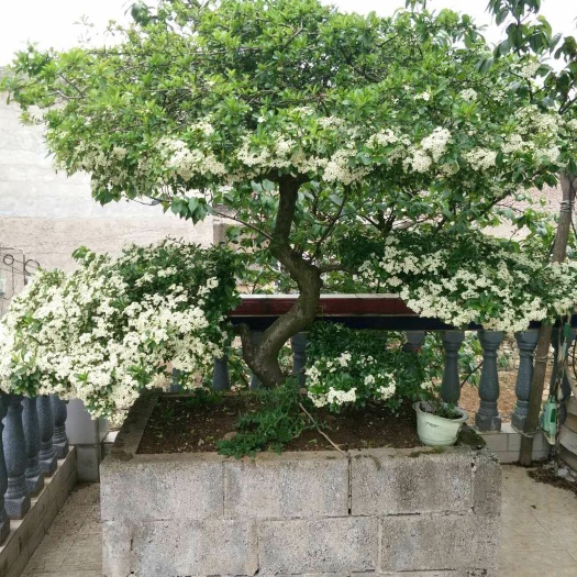 镇宁县火棘桩