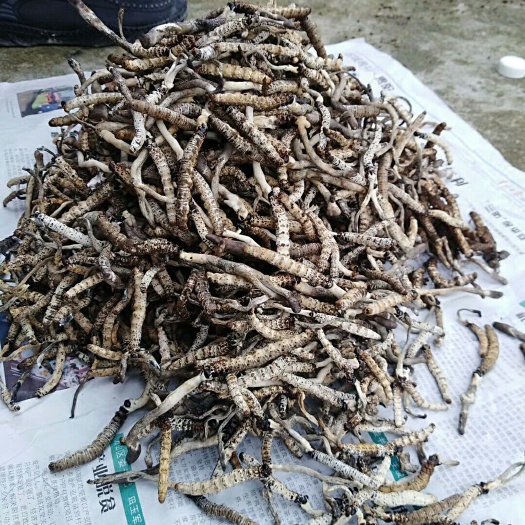 榕江县冬虫夏草 