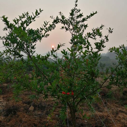 丘北县突尼斯软籽石榴 八月准备上市