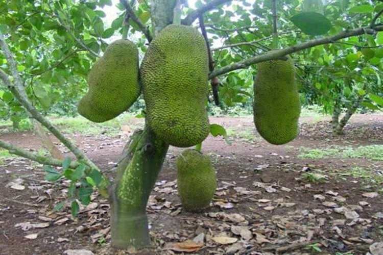灵山县马来西亚一号菠萝蜜苗