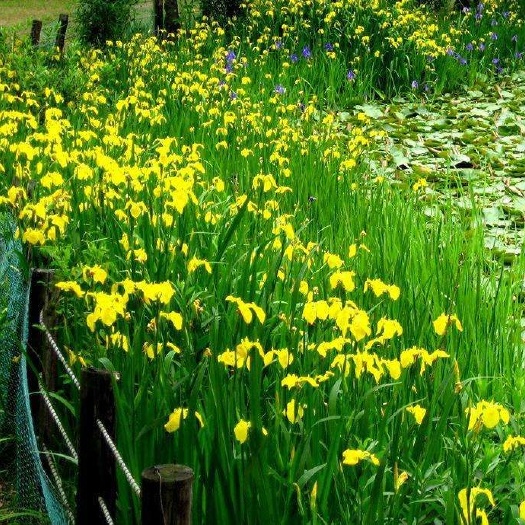  黄菖蒲