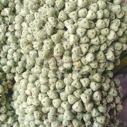 紫皮洋葱种子 95%以上