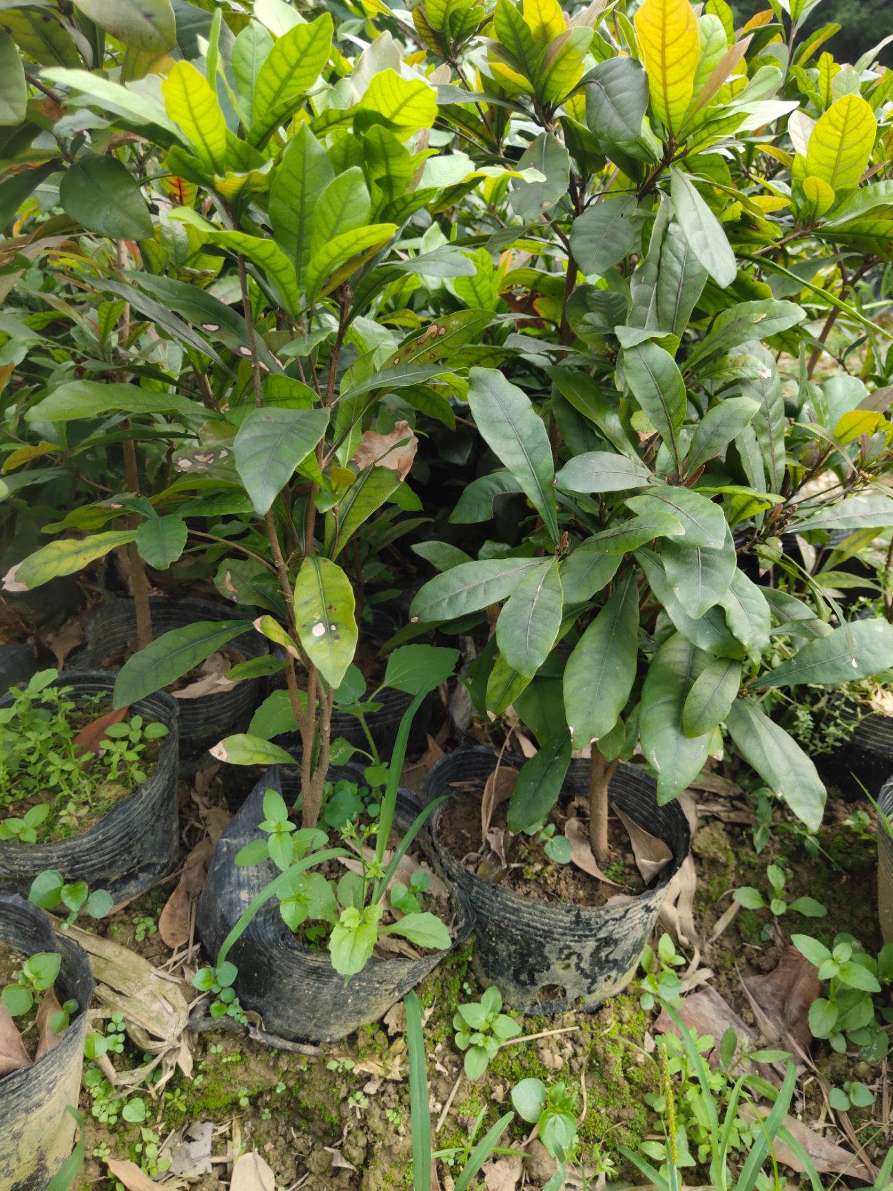 神秘果苗 神秘果树苗四季开花变味果庭院种植阳台盆栽