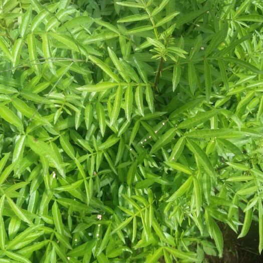 昭通青花椒苗 我家有各种树苗希望各位老板有需要的话可以联系我