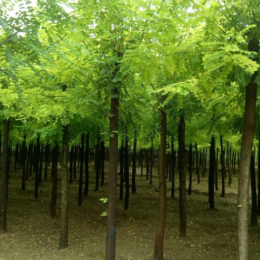博野县大量出售8-10-12公分平头刺槐，定植苗，成活率高！