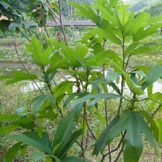 灵山县五指毛桃苗 0.5~1米 五指毛桃苗