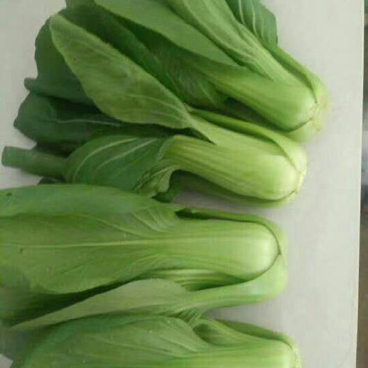 阳谷县 本地油菜量大便宜啦！质量好，长期有货，