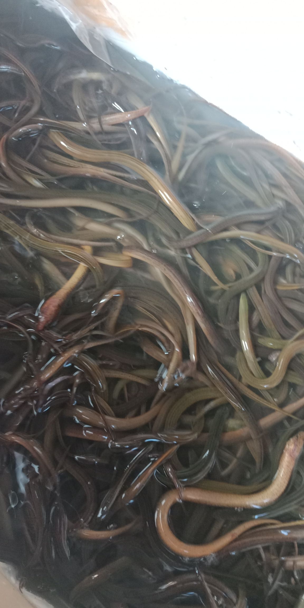 臺鰍青鰍 魚鰍苗