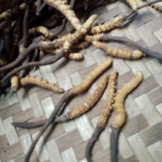 茂县 朋友们虫草大量上市了，需要的联系哈！