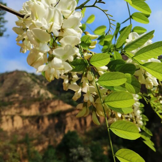 灵宝市槐花
