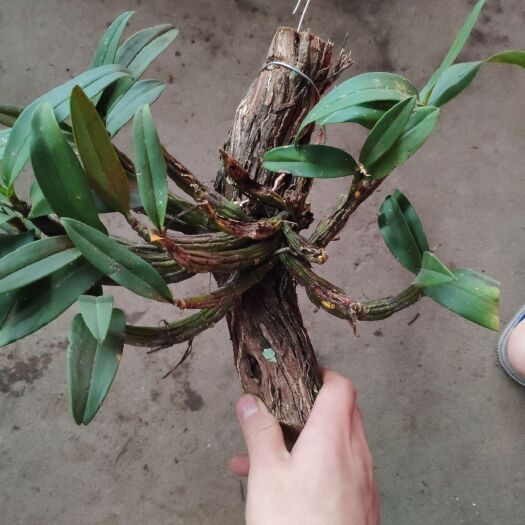 广州翅萼石斛盆栽