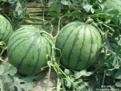  山东精品西瓜大量上市供应