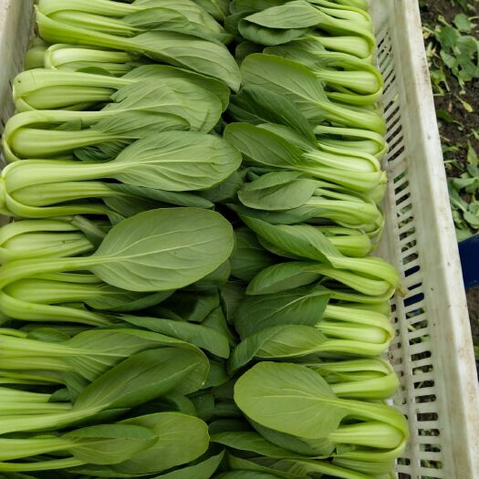 南通 精品小青菜，外观美观，质量好