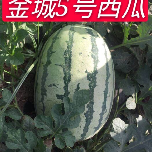 蒲城县金城5号西瓜 直生瓜