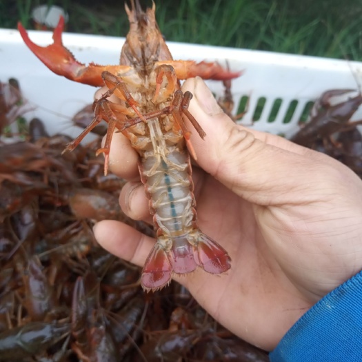 广州 小龙虾中红