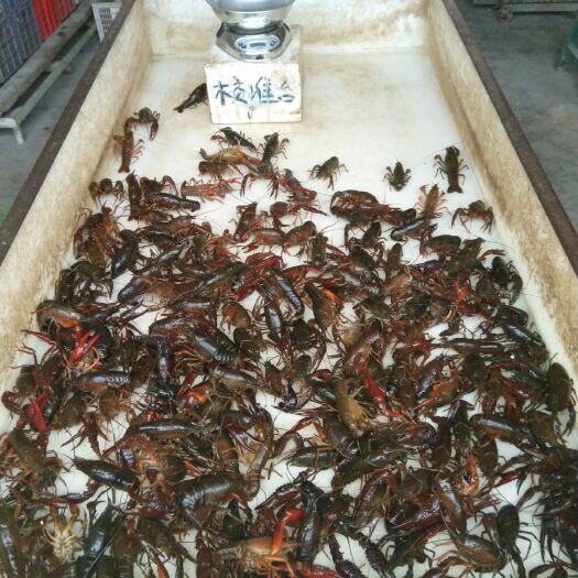 钟祥市 清水小龙虾