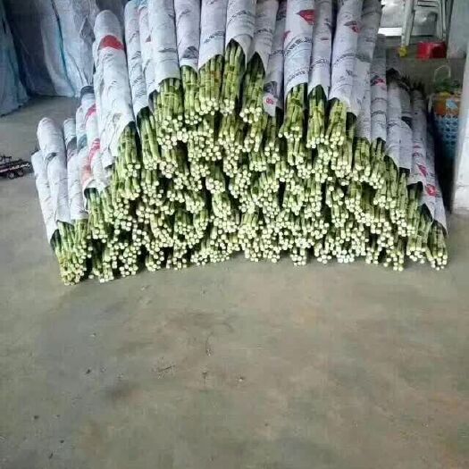 海口富贵竹 富貴竹中竹3