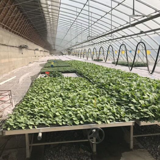 天津大棚杆 天津专业生产加工大棚骨架及配件，规格齐全，价格亲民