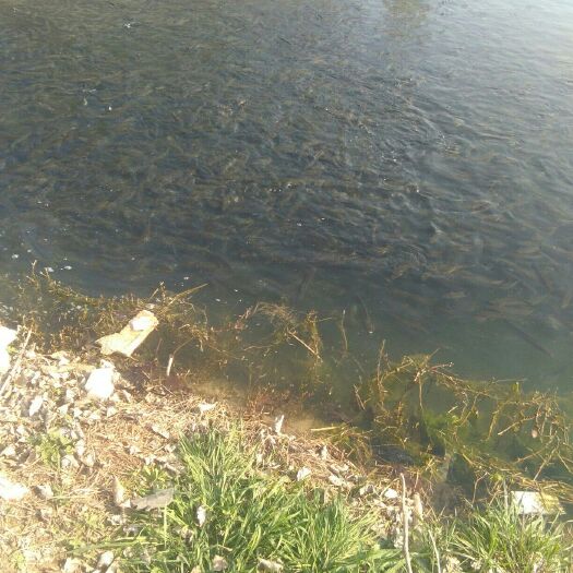 微山县大量出售微山湖黑鱼苗，保本出售。
