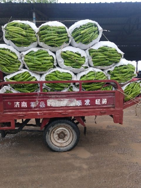 线椒 尖椒己大量上市