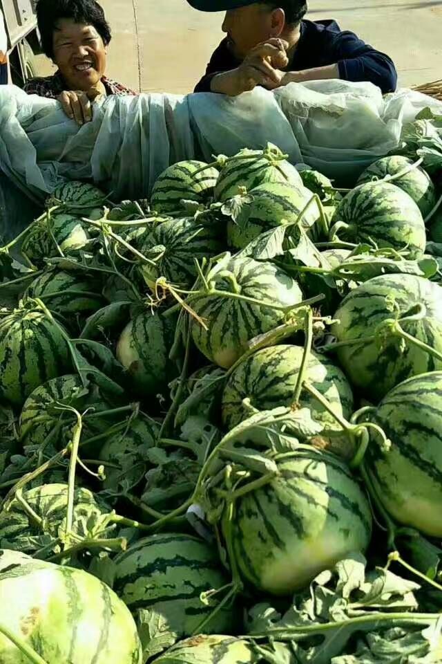  山东精品西瓜大量上市供应