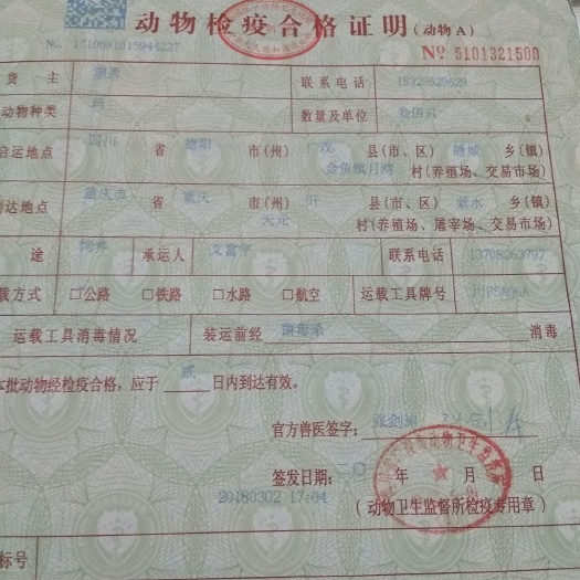 重庆市 散养土鸡