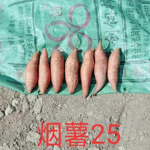 北镇市 红薯苗