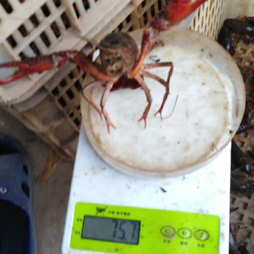  6-8上品小龙虾
