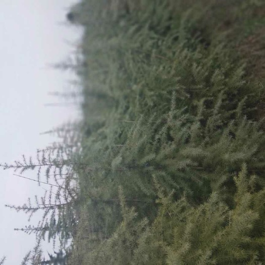 南京 二米精品雪松
