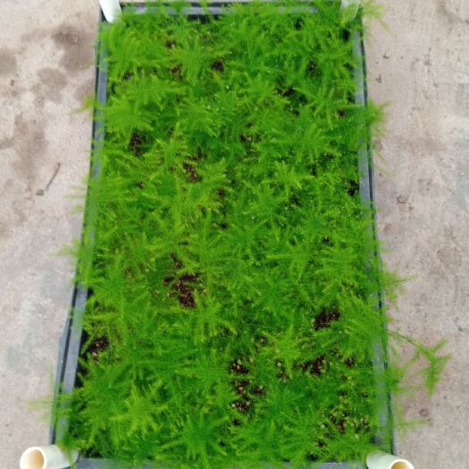 佛山文竹  种苗室内观叶盆栽花卉绿植