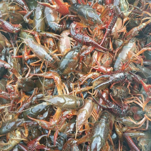  小龙虾