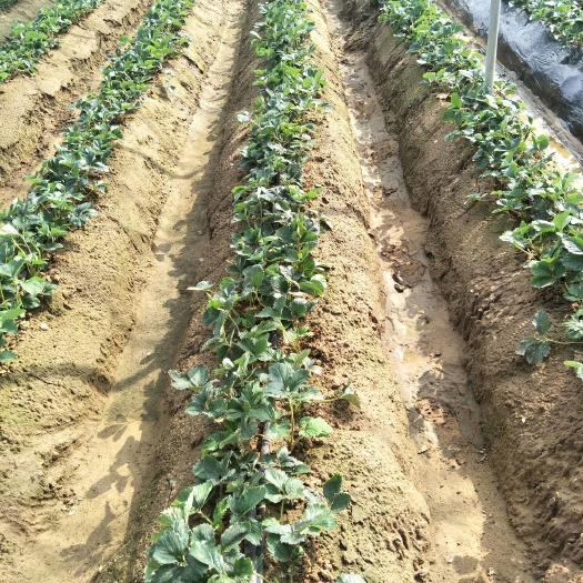 泰安全明星草莓苗 根系发达  免费提供技术